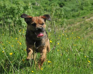 边境梗的喂食要点