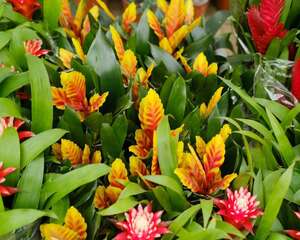 铁兰的常见病虫害及防治