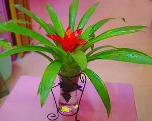 水培凤梨要注意的一些问题