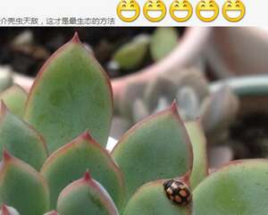 你们那些冶介壳虫的方法都弱爆了，我这个才是最生态的