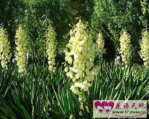 凤尾兰的花语和象征代表意义：盛开的希望