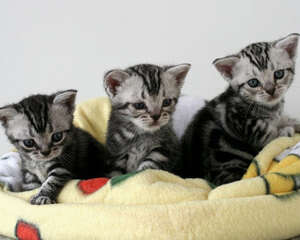 幼猫的饮食注意事项