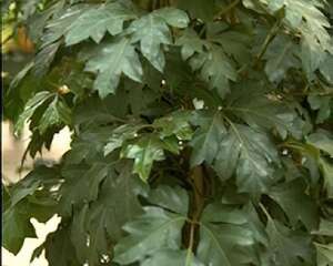 白粉藤的栽培管理(图)