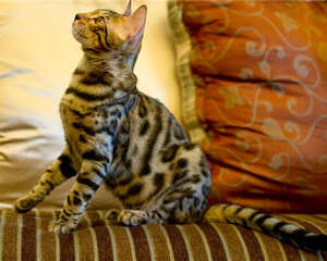 老猫常见的疾病有哪些