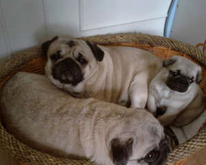 引起狗狗皮肤过敏的因素有哪些