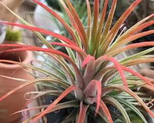 养这花不用土，掰一块木板子就能种，省了大笔买土钱！