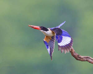 翡翠鸟的品种介绍