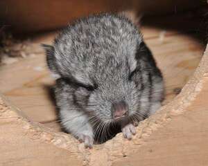 龙猫进行长途运输时注意什么