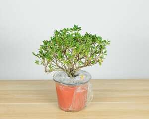 杜鹃花是什么季节开的，杜鹃花图片