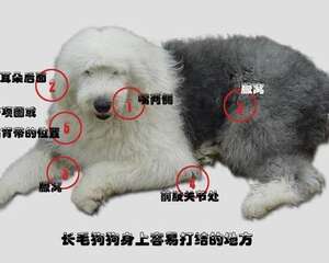 狗狗毛发篇之毛毛容易打结的地方
