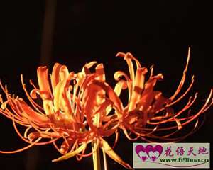 曼珠沙华的花语：悲伤的回忆