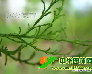 柽柳的繁殖和栽培技术
