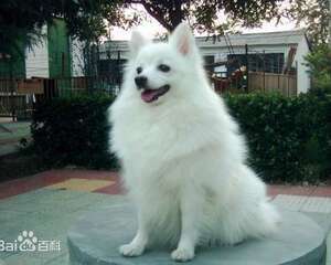 银狐犬