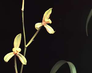 金蜂