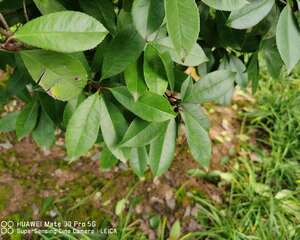 石楠秋天怎么养