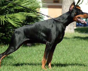 饲养杜宾犬的注意事项