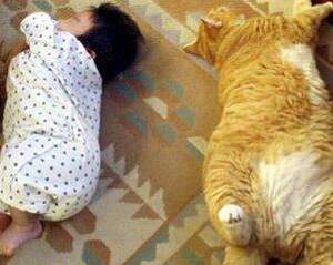 如何培养猫咪的作息时间？