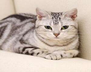 虎斑猫多少钱一只 怎么挑选一只好的虎斑猫