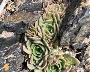 这花别买了，野外冒了一大片，出去挖一捧省下大笔钱！