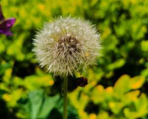 蒲公英可以吃吗，蒲公英怎么吃