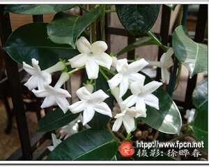 美丽的新娘花—多花黑鳗藤