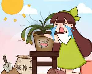 这8种花，天热不能换盆，换了3天必死！