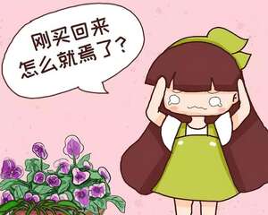 刚买的花，千万不能放这儿养，活不过3天！