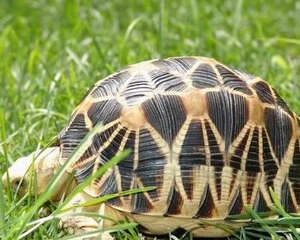 如何饲养缅甸陆龟