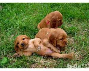 养狗前要考虑的事情有哪些？