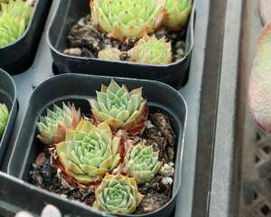 秋天的多肉你都养不活？看看是不是中了这几招！