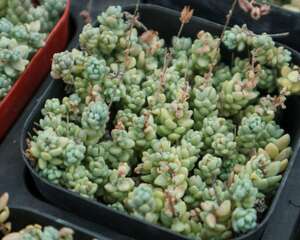 姬星美人冬季怎么养？