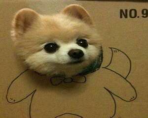 网红狗狗俊介犬多少钱一只？