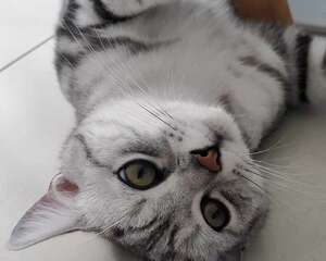 猫驱虫指南来喽！新手如何正确地给猫驱虫？