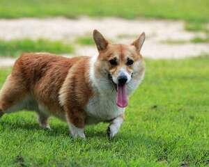 小狗长大后体型的判断方法