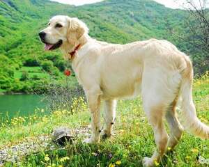 十大性格温顺的狗狗排名 有你家狗子吗