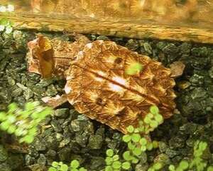 枯叶龟多少钱一只？枯叶龟市场价格