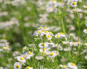 一年蓬的养殖方法和注意事项