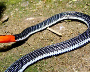 十分神秘炫酷的蛇——蓝长腺珊瑚蛇