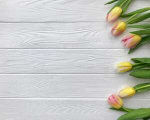 盆栽郁金香的方法