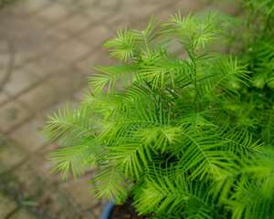 水杉怎么养长的好