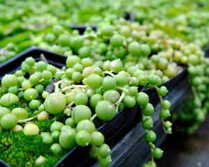 佛珠Senecio rowleyanus