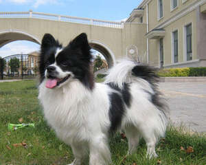 你知道挑选蝴蝶犬的正确方法吗?