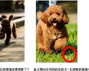 给狗狗拍靓照的两个小贴士