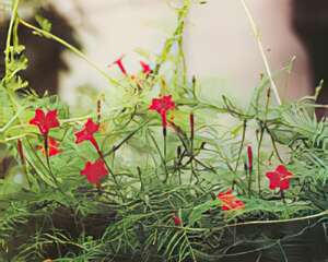 绿篱植物—羽叶茑萝