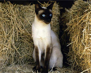 猫咪对营养的需求