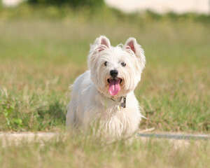 秋冬季节狗狗的护理要点