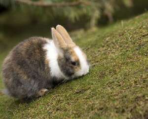 新养兔兔要及时检查兔球虫病