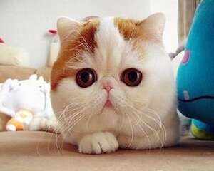 加菲猫（异国短毛猫）什么价格？