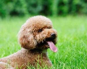 泰迪犬太瘦怎么办 怎么让泰迪犬长胖