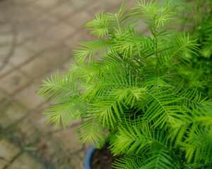 水杉繁殖方法一览